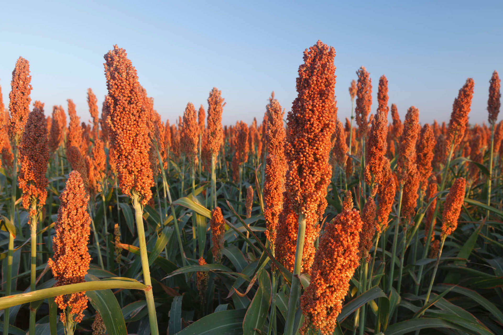 Sorgo: Conheça o quinto cereal mais produzido no mundo